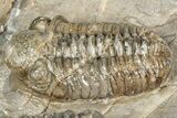 Three Colorful Phacopid (Austerops) Trilobites - Jorf Morocco #329072-5